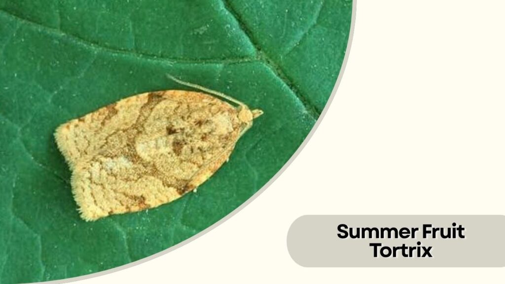 Summer Fruit Tortrix