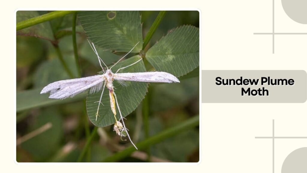 Sundew Plume Moth
