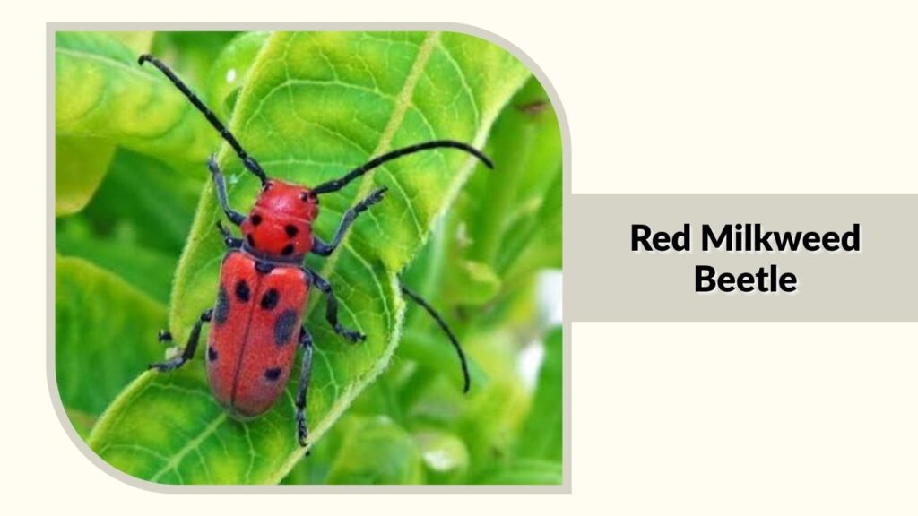 Red Milkweed Beetle