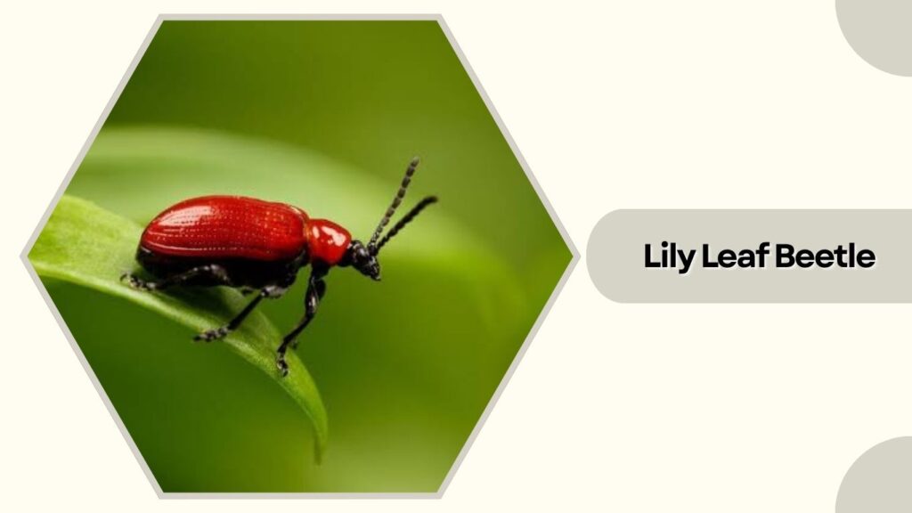 Lily Leaf Beetle