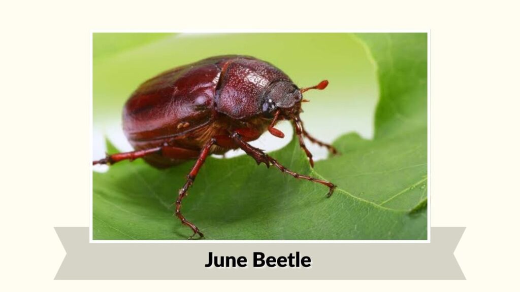 June Beetle