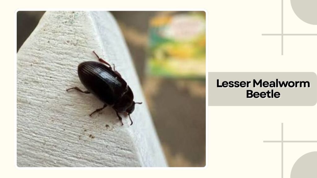 Lesser Mealworm Beetle
