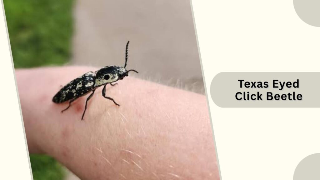 Texas Eyed Click Beetle