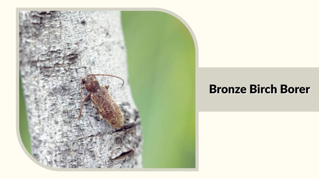 Bronze Birch Borer