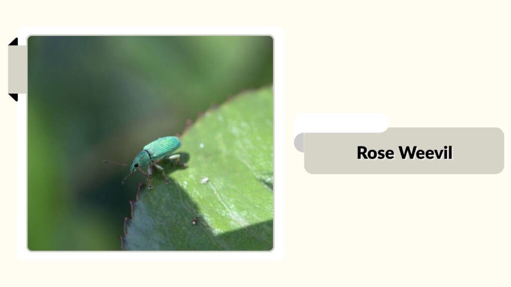Rose Weevil