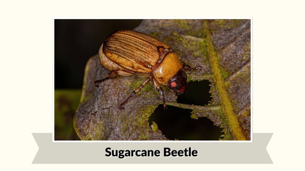 Sugarcane Beetle