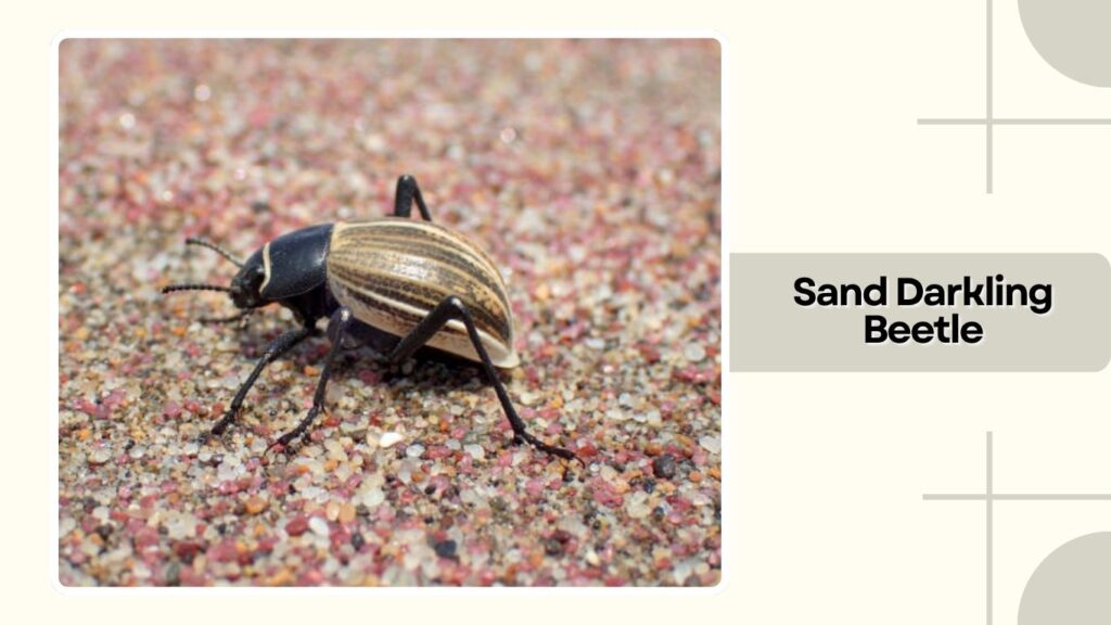 Sand Darkling Beetle