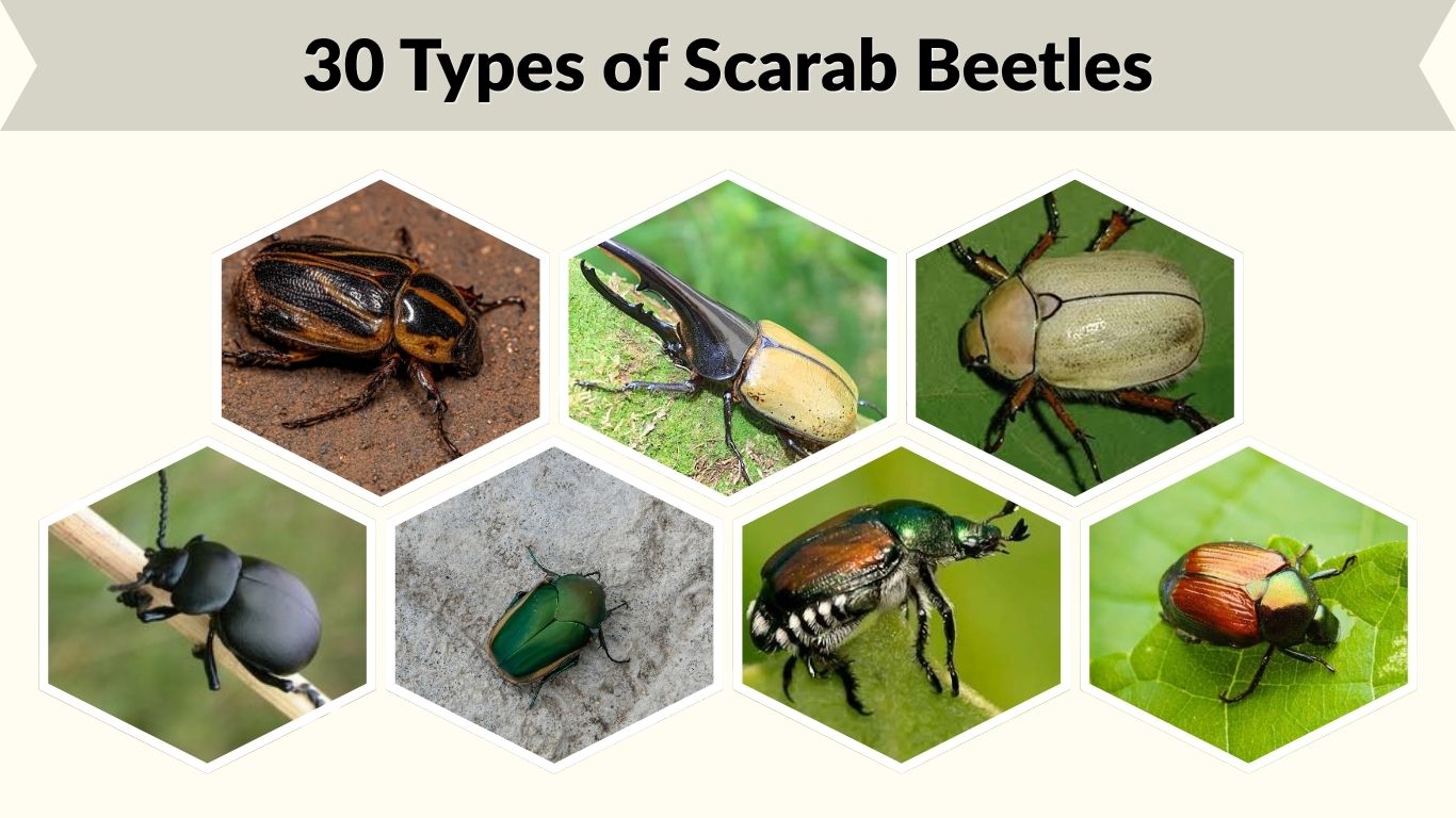 30 Types of Scarab Beetles: Id, Habitat, Diet & Life Cycle