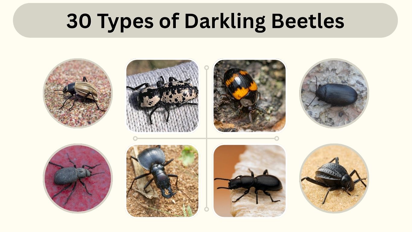 30 Types of Darkling Beetles: Id, Habitat, Diet & Life Cycle