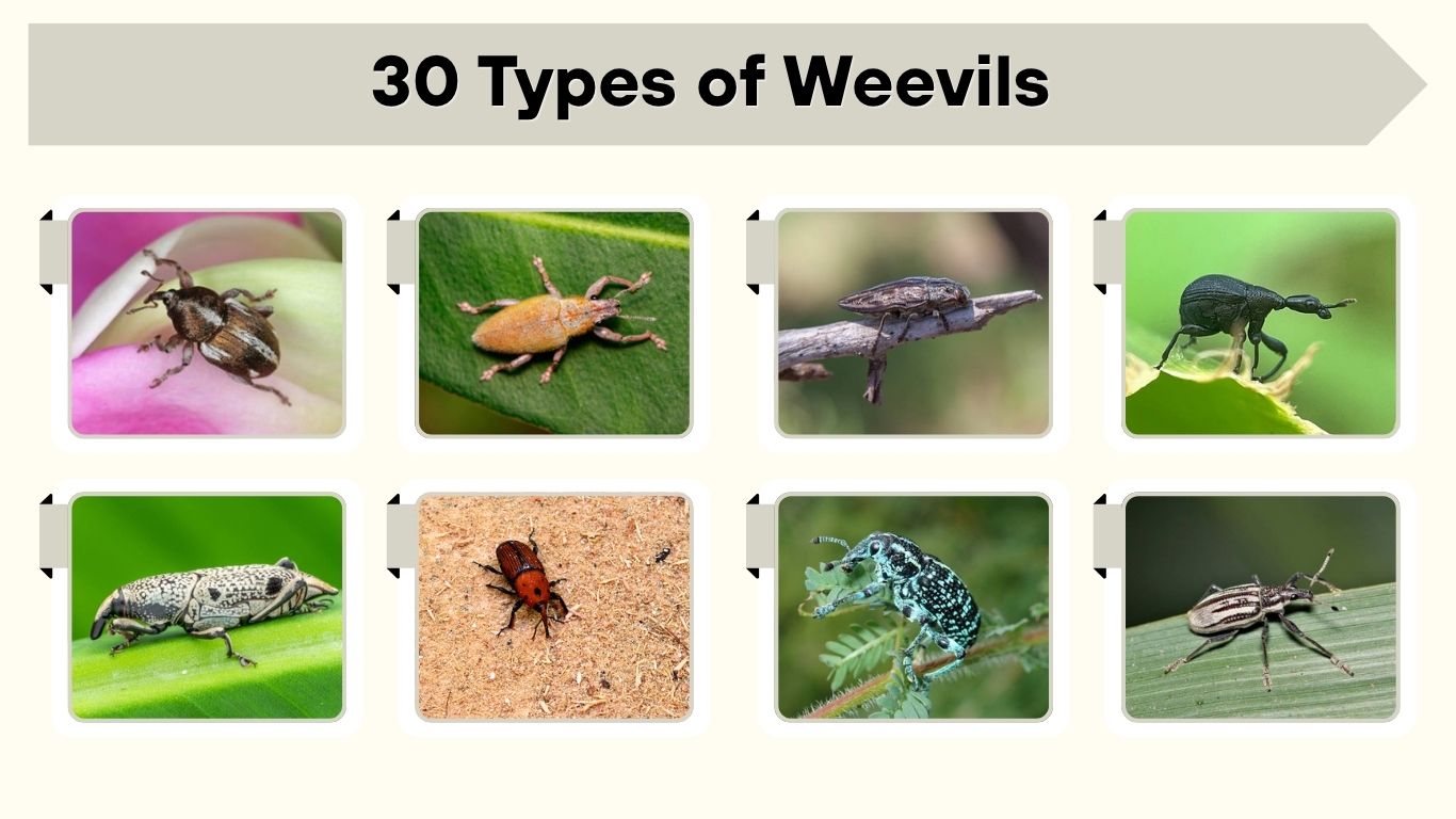 30 Types of Weevils: Id, Pictures, Habitat & Facts