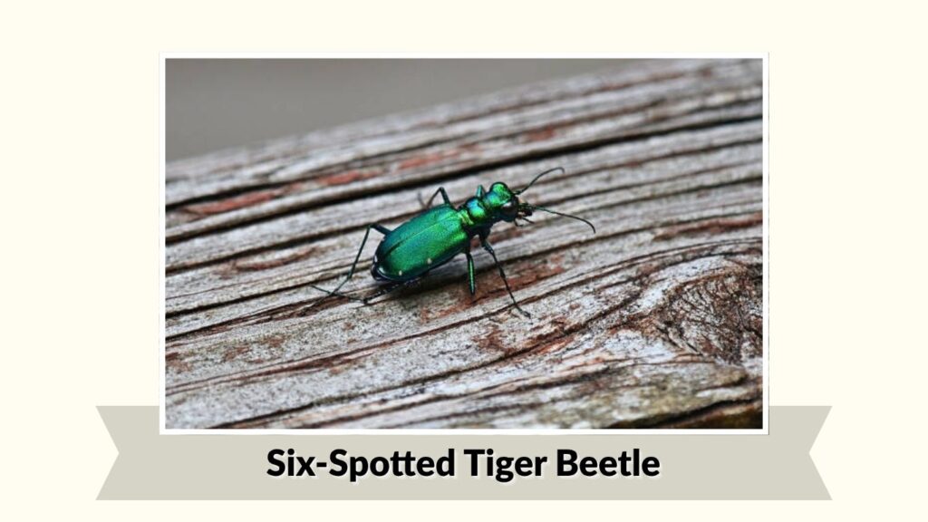 Six-Spotted Tiger Beetle