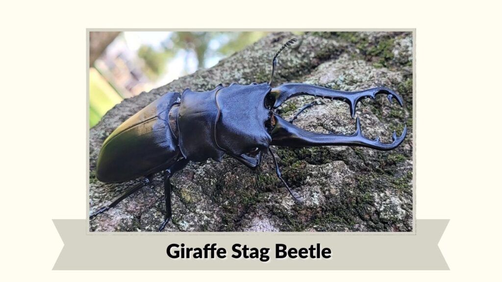 Giraffe Stag Beetle