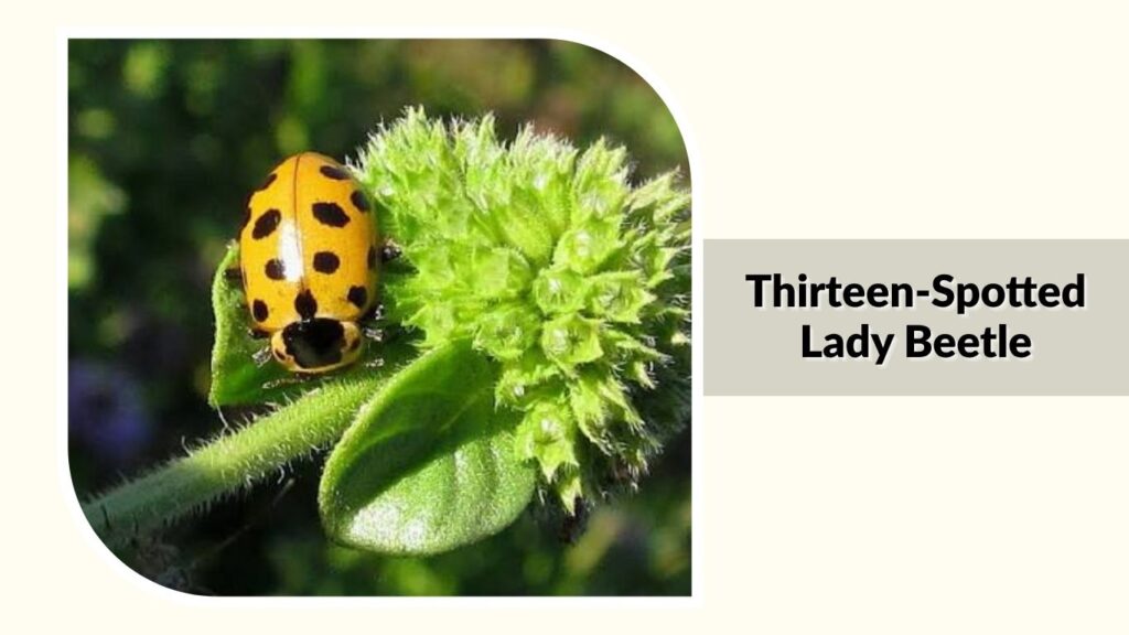 Thirteen-Spotted Lady Beetle