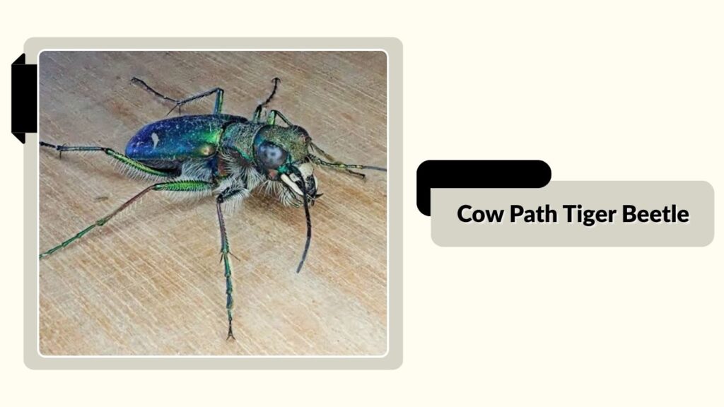 Cow Path Tiger Beetle