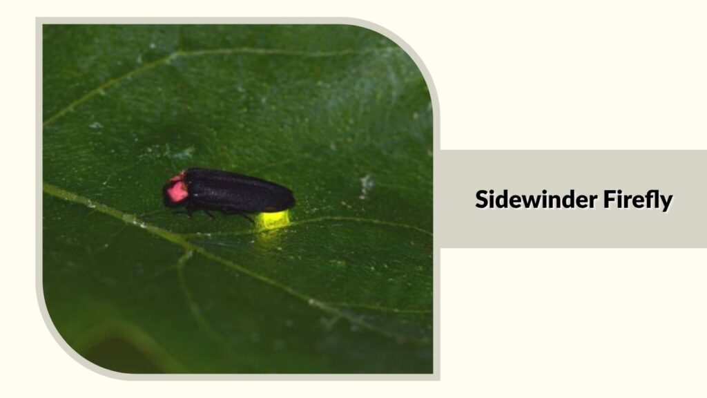 Sidewinder Firefly