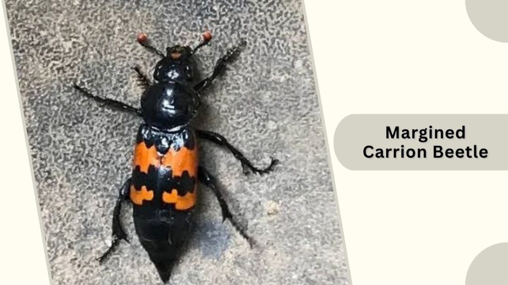 Margined Carrion Beetle