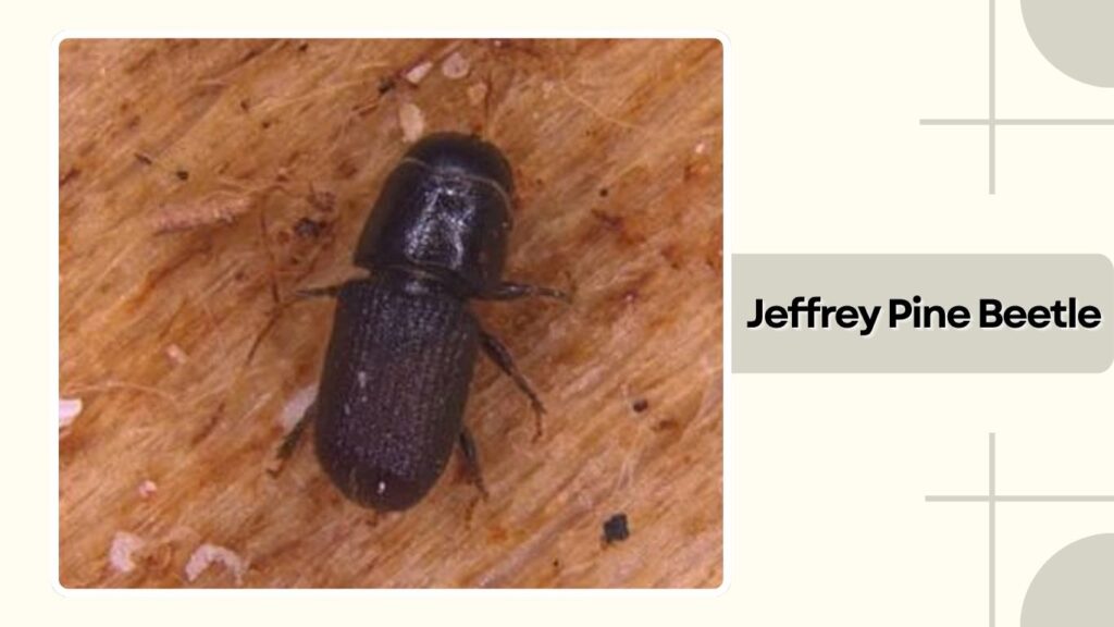Jeffrey Pine Beetle