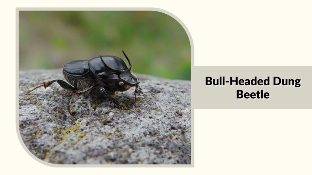  Bull-Headed Dung Beetle