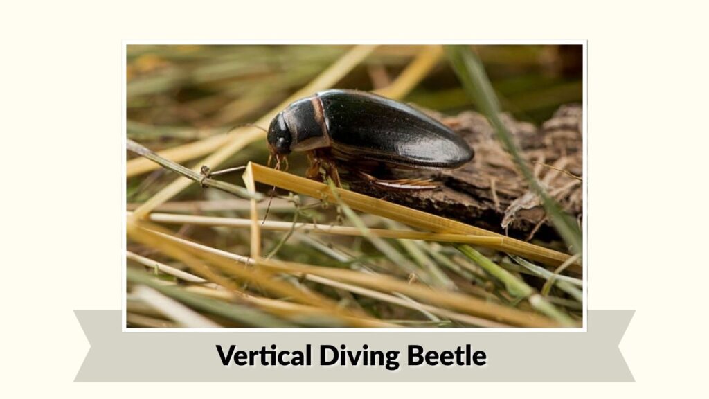 Vertical Diving Beetle