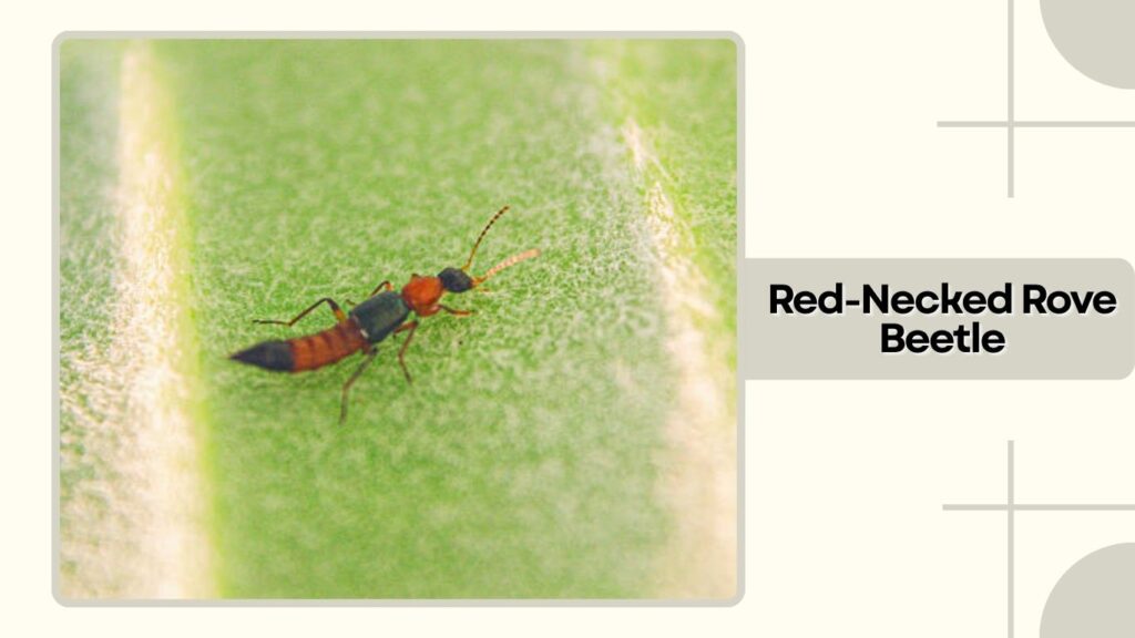 Red-Necked Rove Beetle
