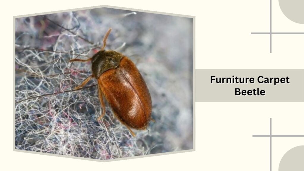 Furniture Carpet Beetle
