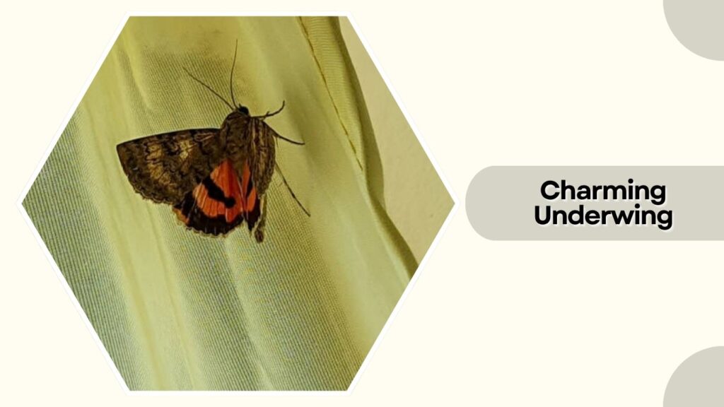 Charming Underwing