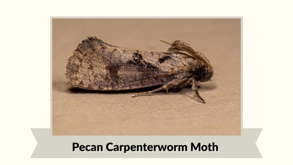 Pecan Carpenterworm Moth