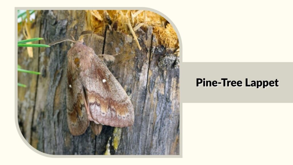 Pine-Tree Lappet