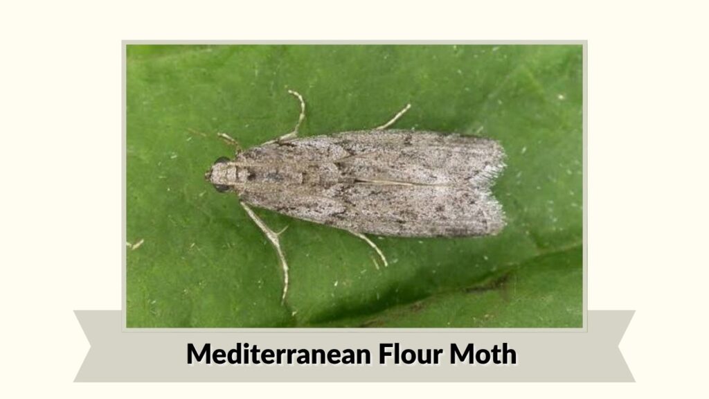 Mediterranean Flour Moth