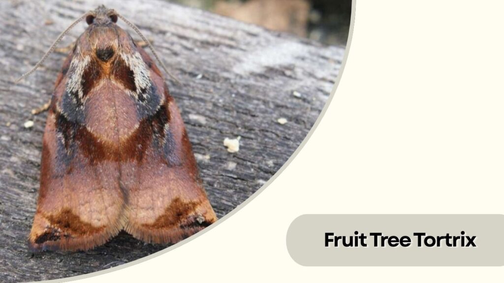 Fruit Tree Tortrix