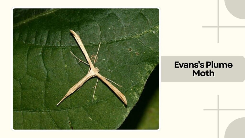 Evans's Plume Moth