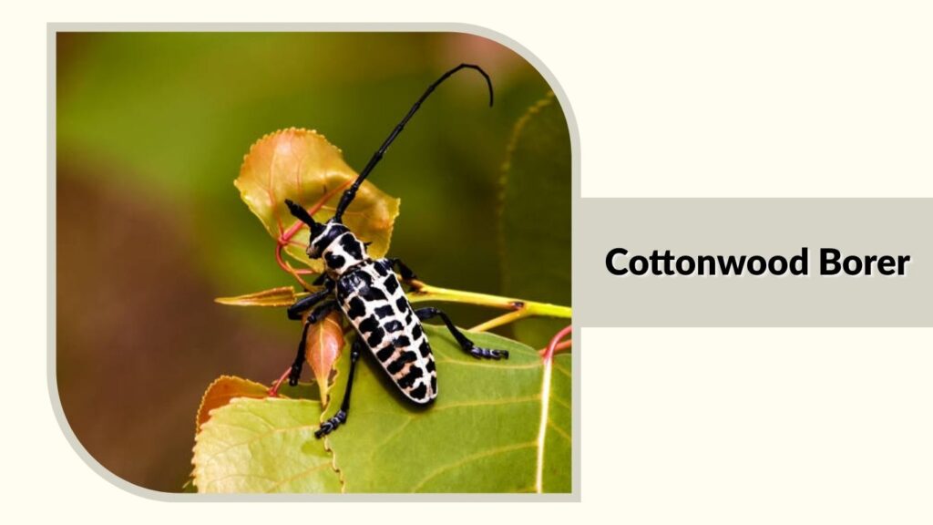 Cottonwood Borer