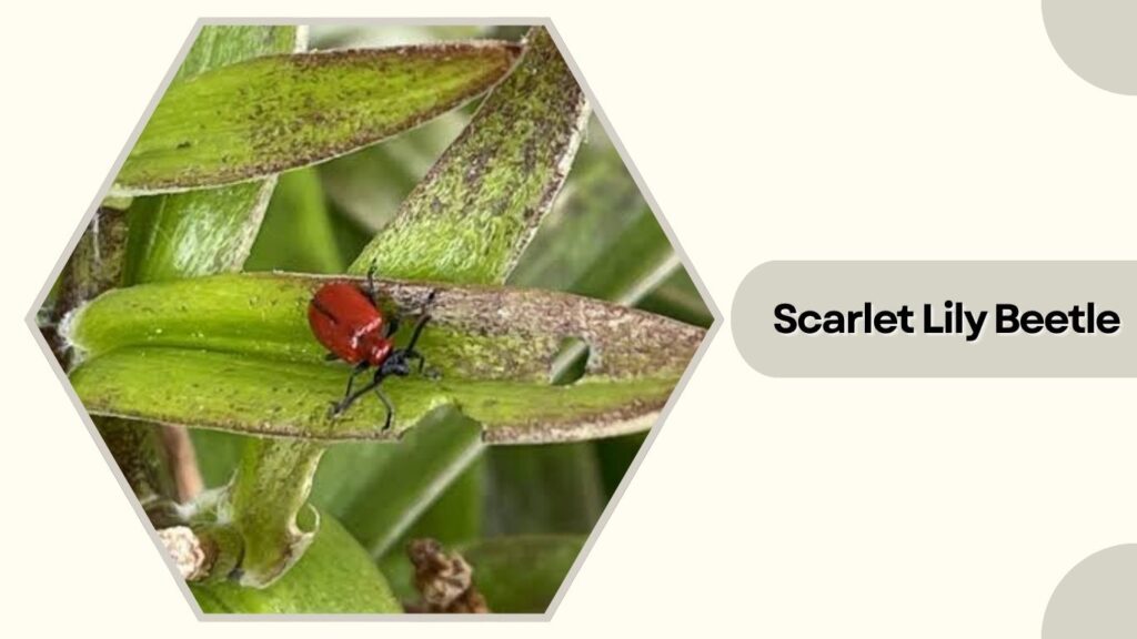 Scarlet Lily Beetle