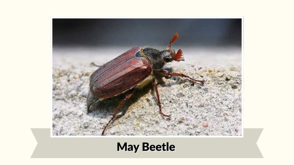 May Beetle