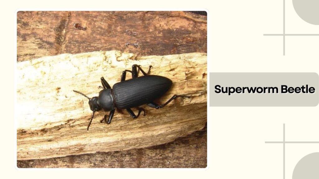 Superworm Beetle