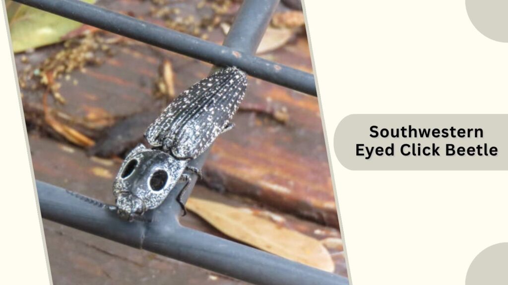 Southwestern Eyed Click Beetle