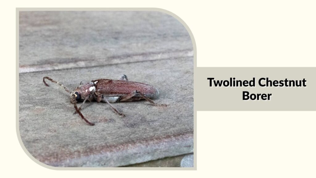 Twolined Chestnut Borer