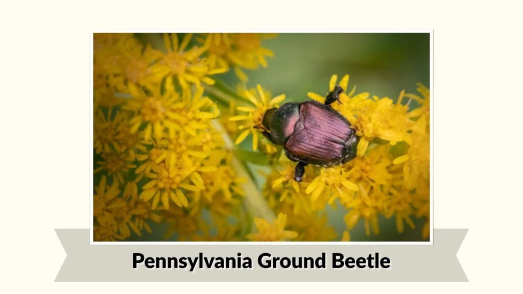 Pennsylvania Ground Beetle