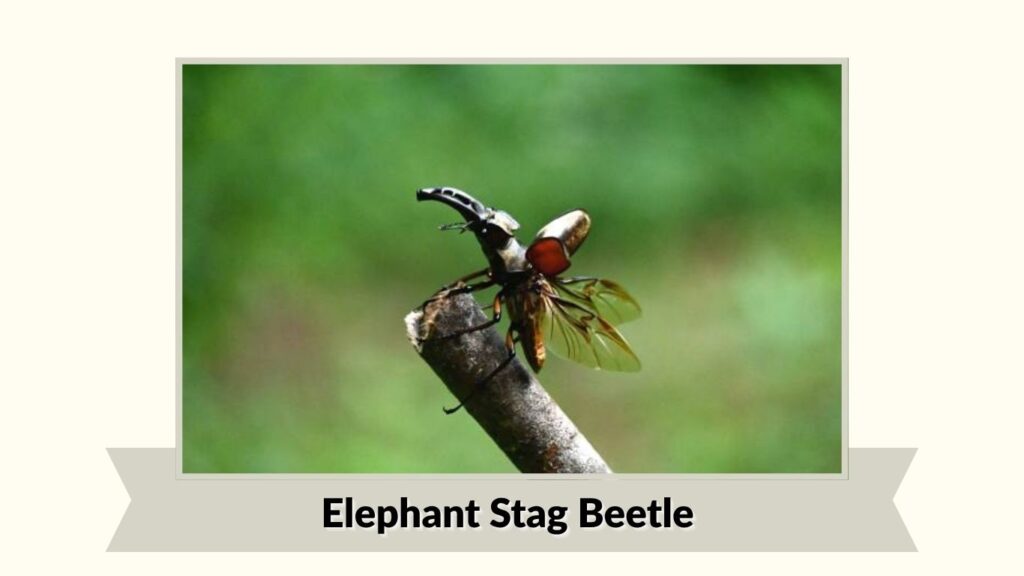Elephant Stag Beetle
