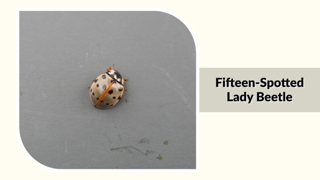 Fifteen-Spotted Lady Beetle