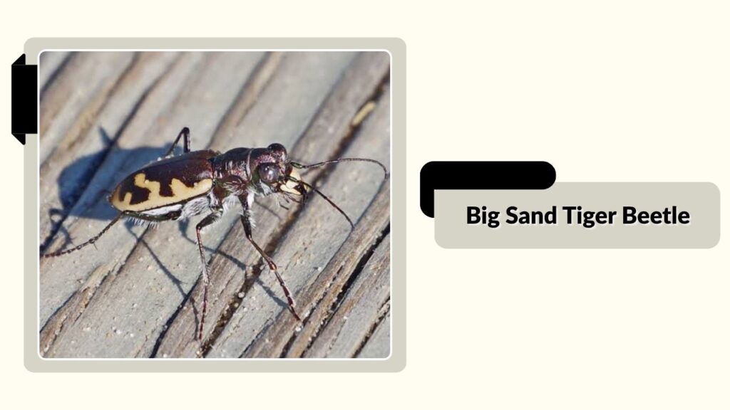 Big Sand Tiger Beetle