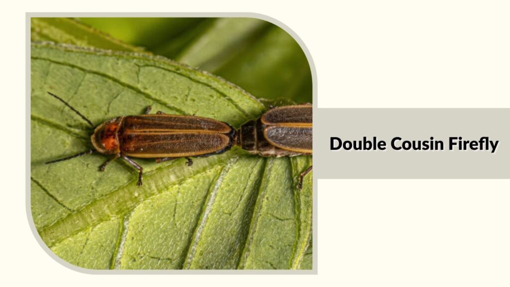 Double Cousin Firefly
