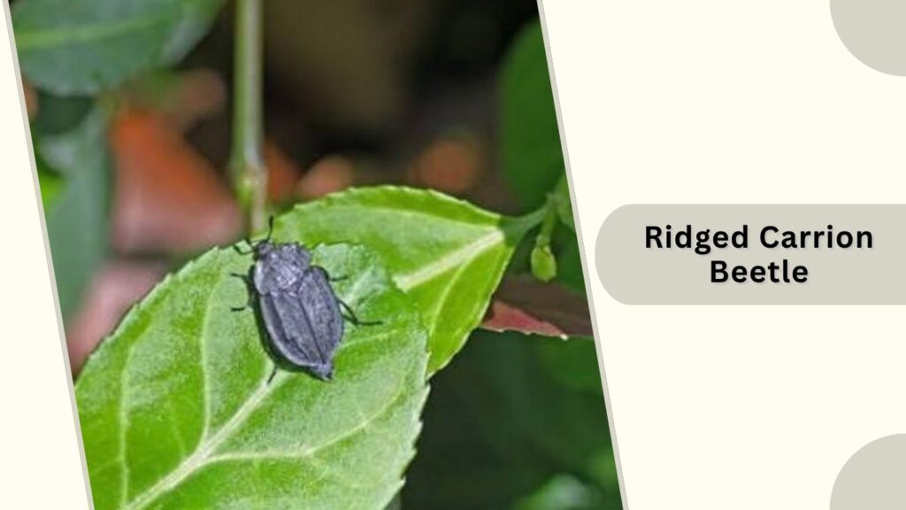 Ridged Carrion Beetle