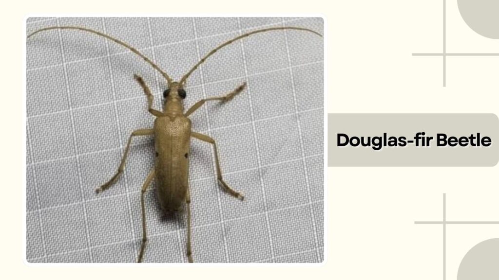 Jeffrey Pine Beetle