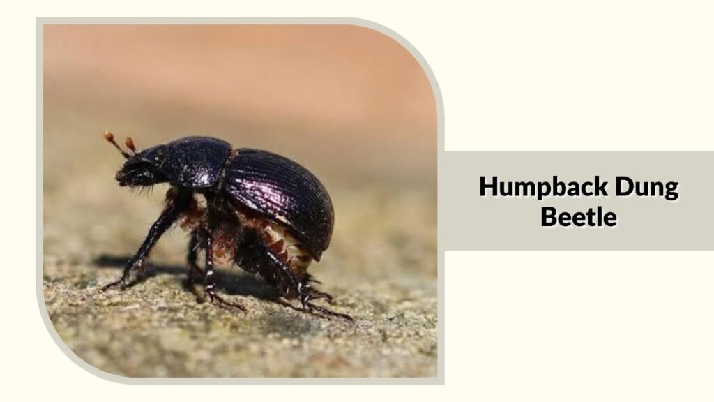  Humpback Dung Beetle