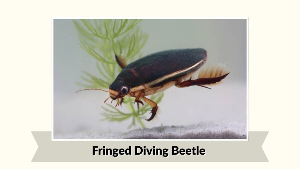  Fringed Diving Beetle