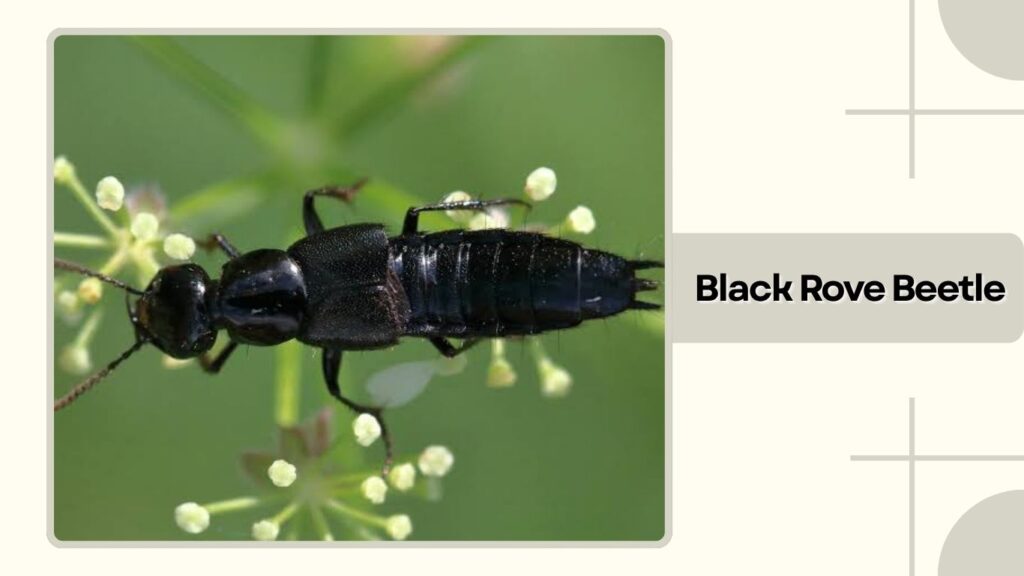Black Rove Beetle