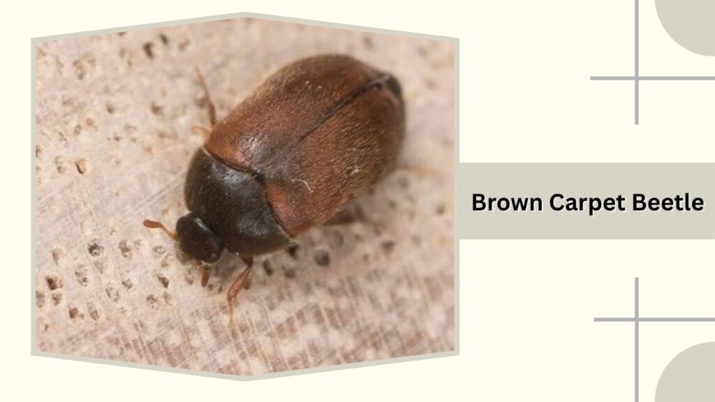  Brown Carpet Beetle