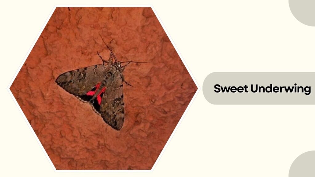 Sweet Underwing