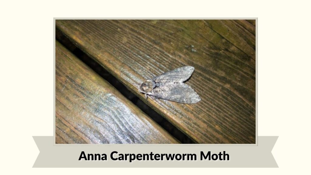 Anna Carpenterworm Moth